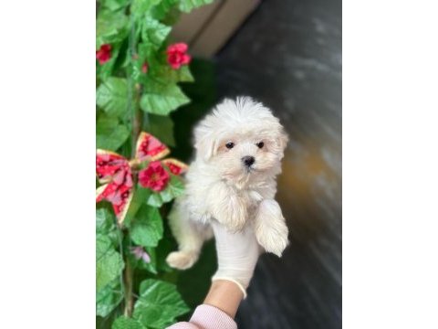 Maltese terrier yavrularımız için kampanya