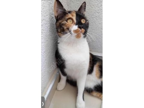 Kısır aşılı çipli ev kedisi calico cinsi kedimiz