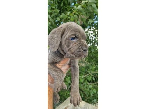 Irk ve sağlık garantili cane corso yavrular