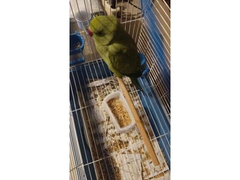 Pakistan papağanı evcil