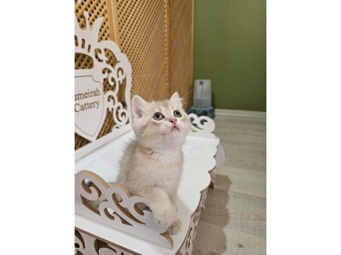2 aylık british longhair yavrularımız