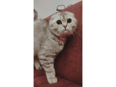 Göz bebeği scottish fold kedimiz
