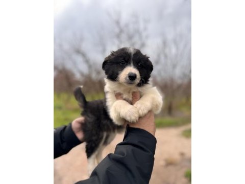 En zeki ırk border collie bebekler