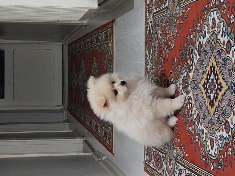 Dünya tatlısı 2,5 aylık pomerian boo