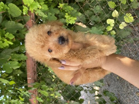 Apricot poodle erkek