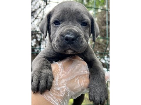 Heybetli üst kalite ırk garantili cane corso yavrular