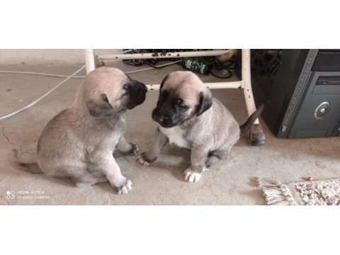 Aslan gibi kangal yavruları