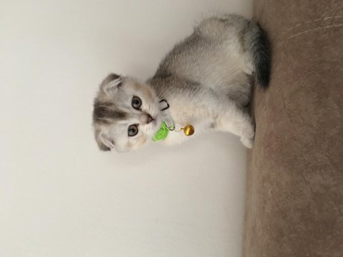Scottish fold kedimizi sahiplendiriyoruz