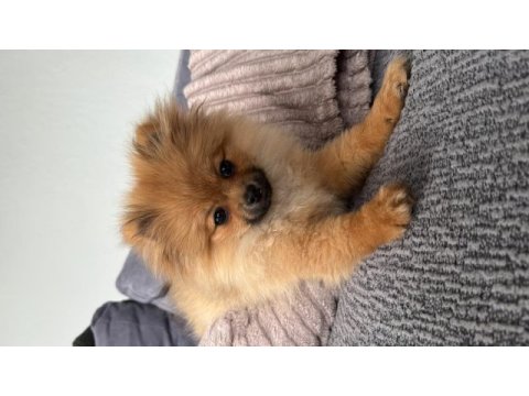 3 aylık pomeranian dişi
