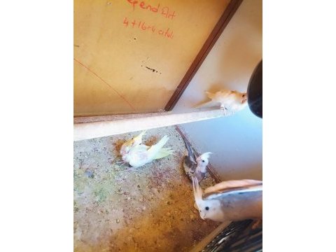 Kendi kuşlarımın yavrusudur