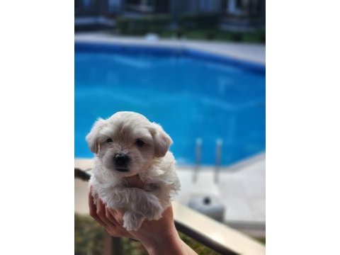 0 numara maltese terrier bebekler