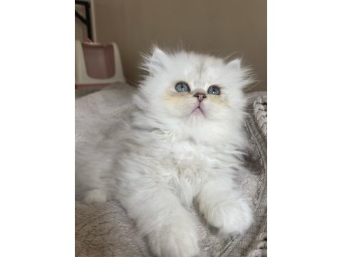 British longhair bebeklerimiz