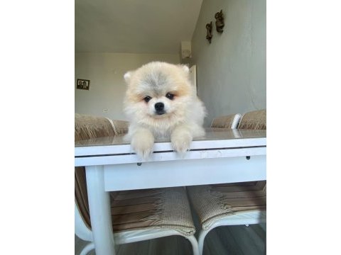 Pomeranian boo dişi ayı surat