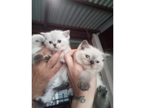 British shorthair yavrular