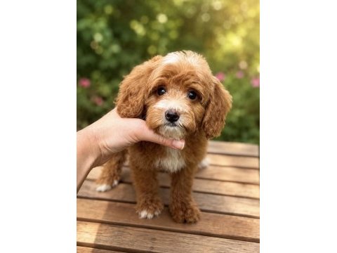 Maltipoo özel renk oğlumuz