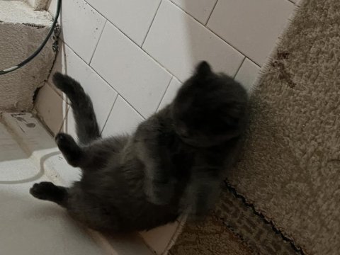 2 yaşında kısırlaştırılmış gri dişi scottish fold
