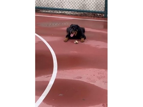 1 yaşında rottweiler dişi