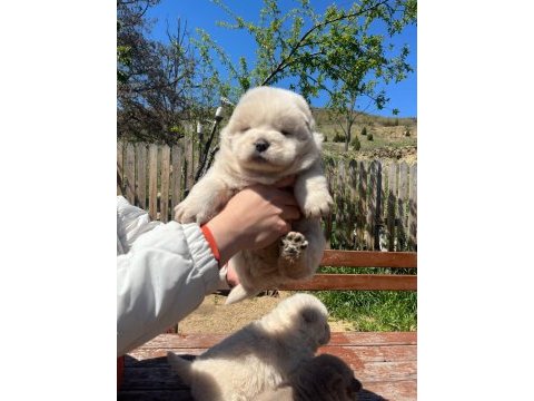 Üst düzey chow chow yavruları