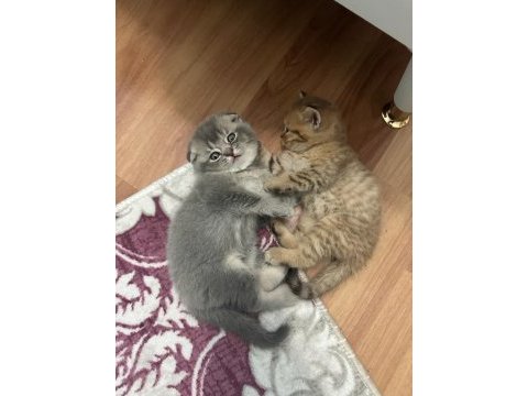 Çok insancıl yavrularımız