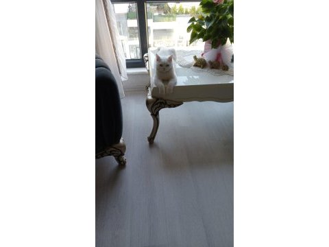 Mavi gözlü kedimizi sahiplendiriyoruz