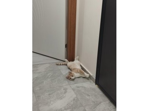 12 aylık kısır erkek çok uysal kedimi sahiplendiriyorum