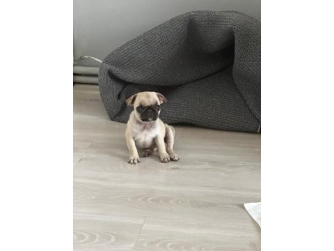 3 aylık saf kan teacup pug