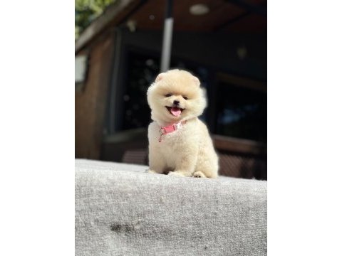 A kalite pomeranian boo