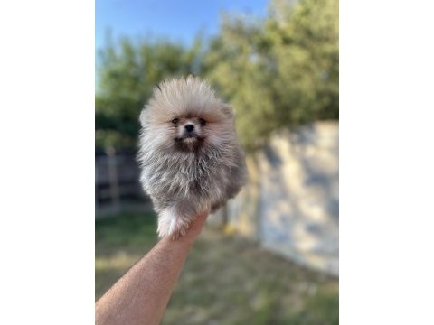 Tea cup pomeranian boo yavrularımız 