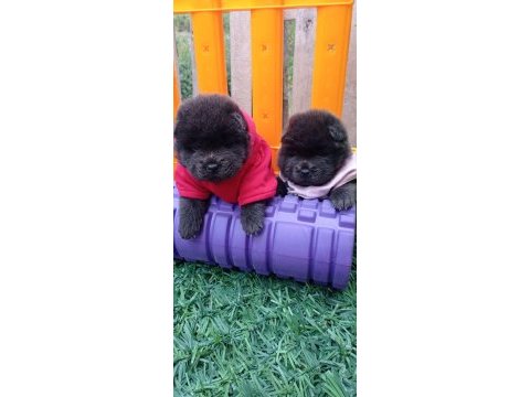 Mükemmel krem ve siyah chow chow yavrular