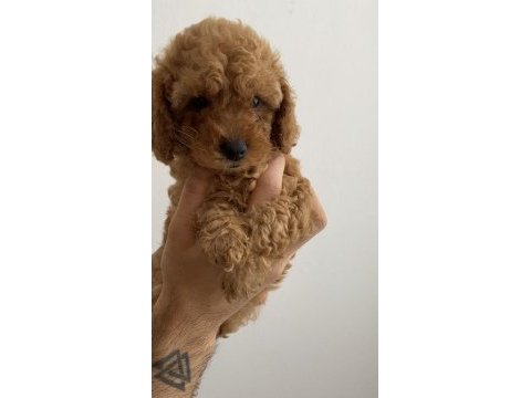 Tuvalet eğitimli toy poodle yavrularım - her renkten