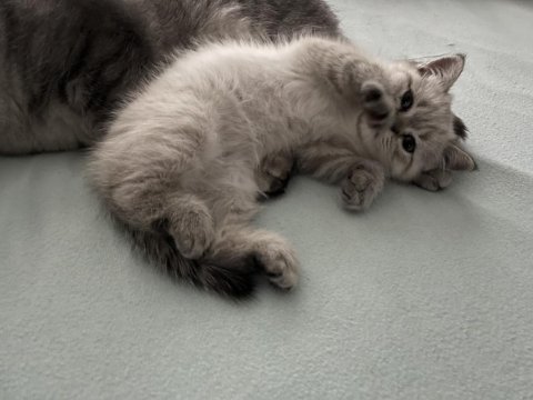 Erkek british shorthair 3 aylık