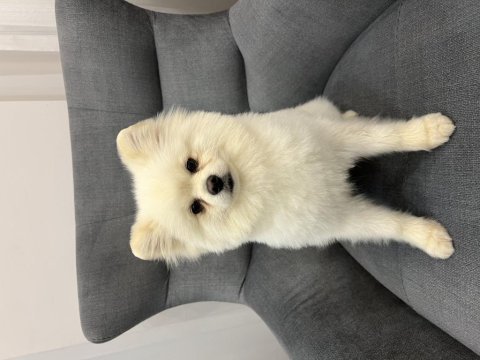 Oyuncul erkek pomeranian
