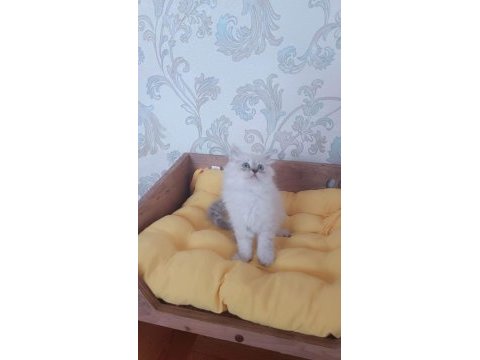 British longhair yavrularımız