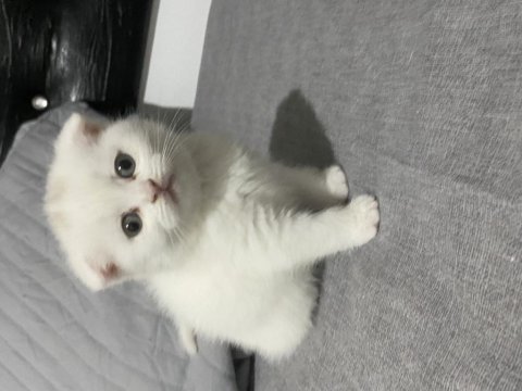 Scottish fold kedimiz