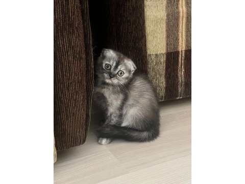 1.5 aylık eğitimli scottish fold yavrular