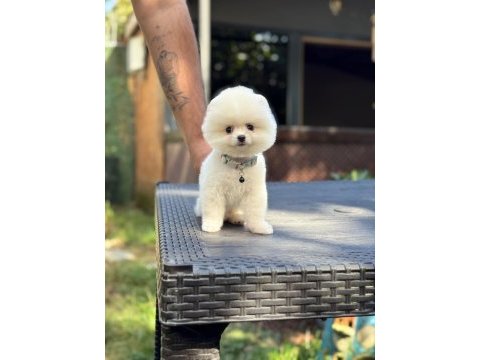 Sağlık ve ırk garantili pomeranian