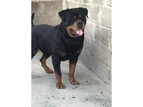 Orjinal rottweiler yavruları rezervede
