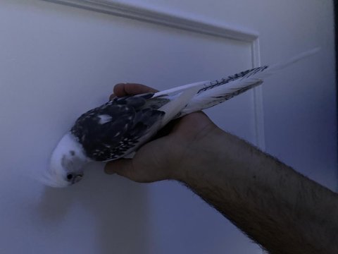 Evcil wifi face mutasyonu sultan papağanı