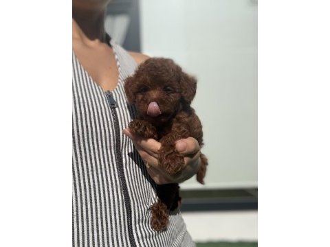 Poodle prenses