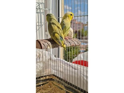 1,5 yaşında yavrudan eşleme pied forpus çifti