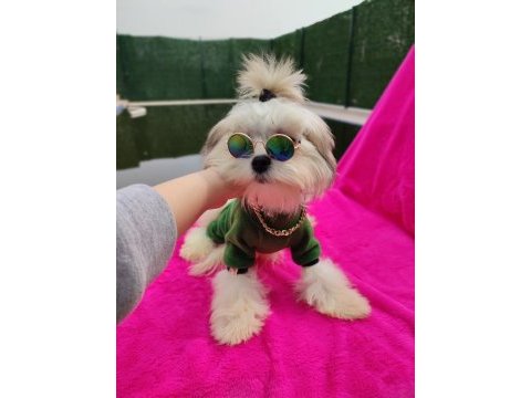 Yavru morkie