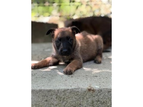 Safkan belçika kurdu malinois bebekler