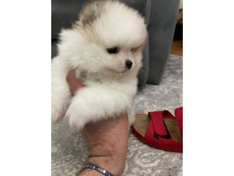 3 aylık erkek yavru pomeranian boo
