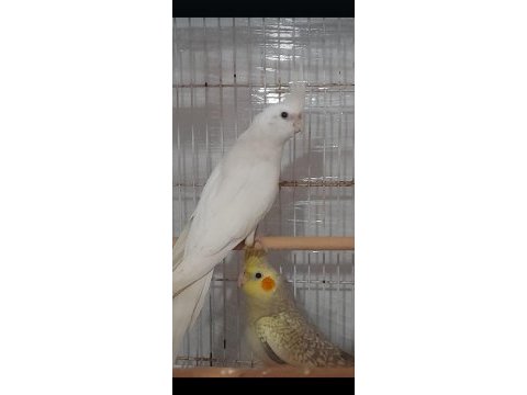 Sağlıklı aile dostu sultan papağanları ev beslemesi