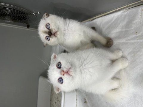 Scottish fold orjinal top kafa yavrular