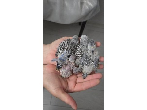 Yeni muhabbet kuşu yavru 4 adet yeme düşmedi henüz