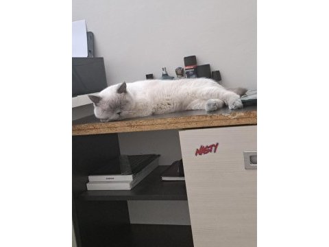 1 yaşında erkek british shorthair blue point kedi