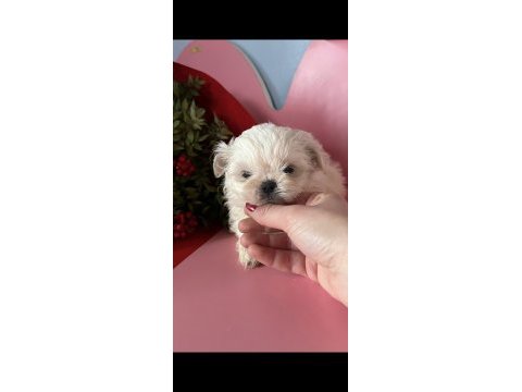 Mini mini shih tzu yavrular sizi bekliyor