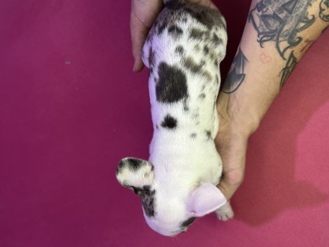 French bulldog merle