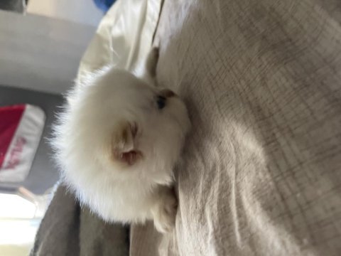 Garfield basık burun en kaliteli cins iran kedisi